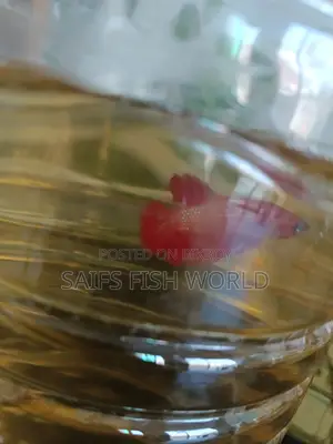Super Red Rosetail Betta Male & Female Available