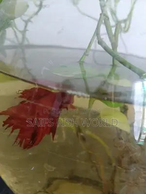 Super Red Rosetail Betta Male & Female Available