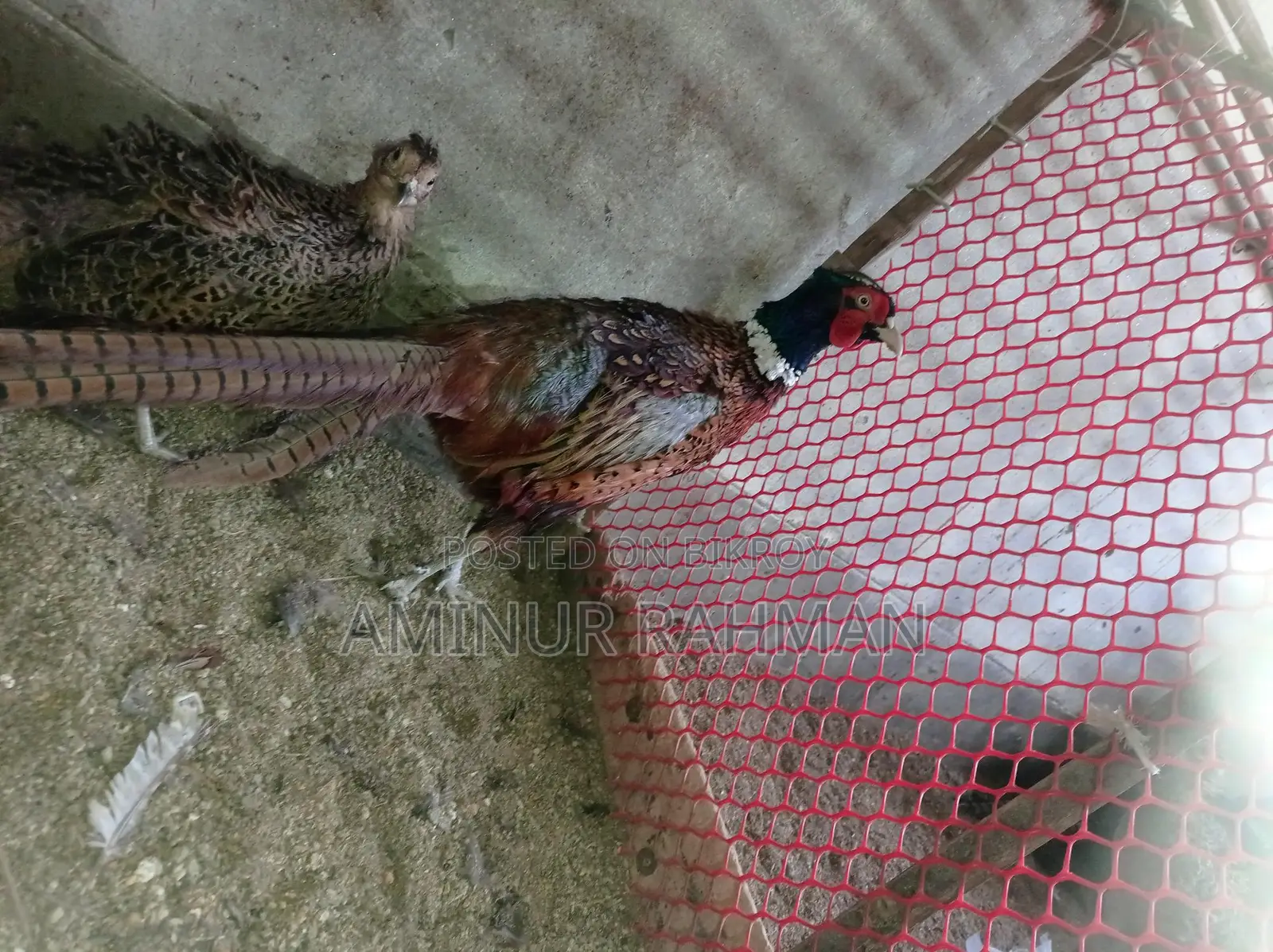Ringneck Pheasant