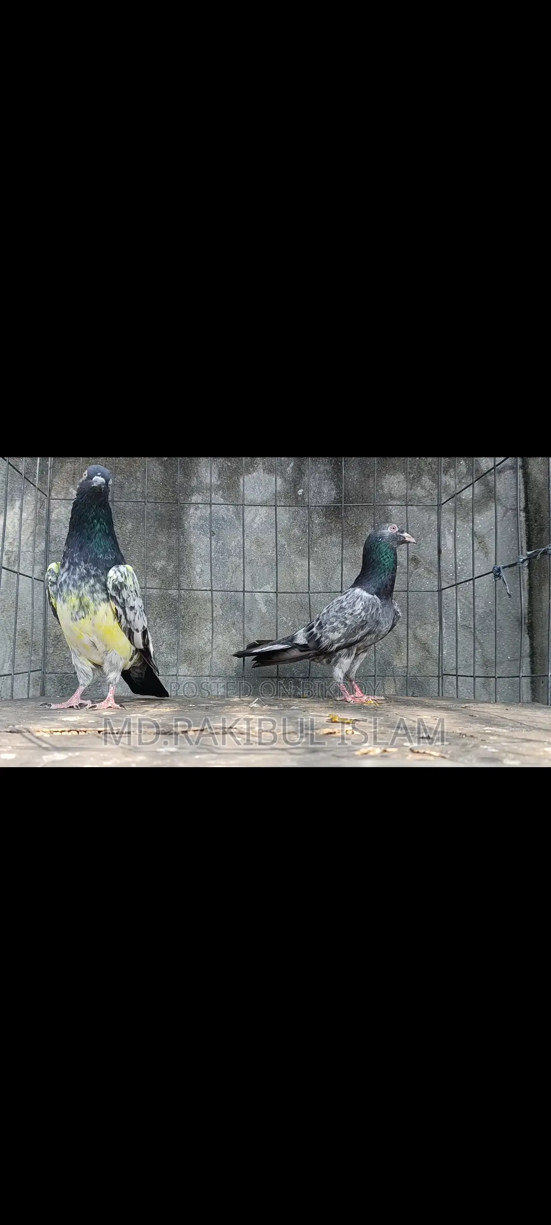 Kashuri Master Pair