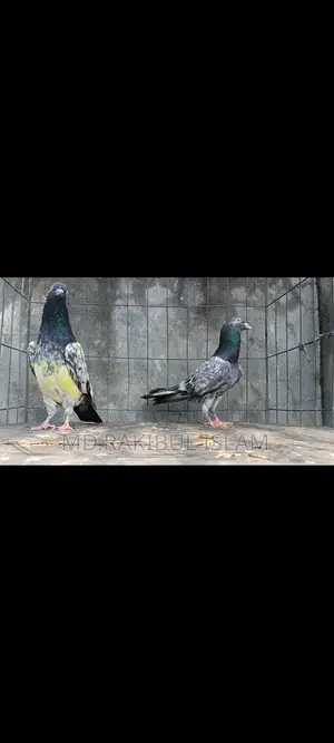Kashuri Master Pair
