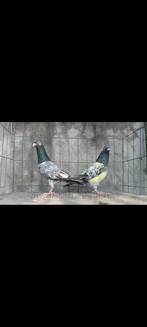 Kashuri Master Pair