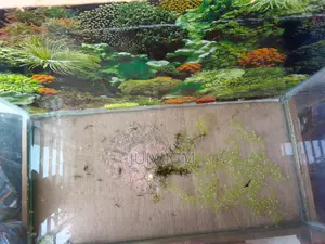 একটি বড় একুরিয়াম / Fish Aquarium
