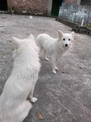 2 German Shepherd Dogs