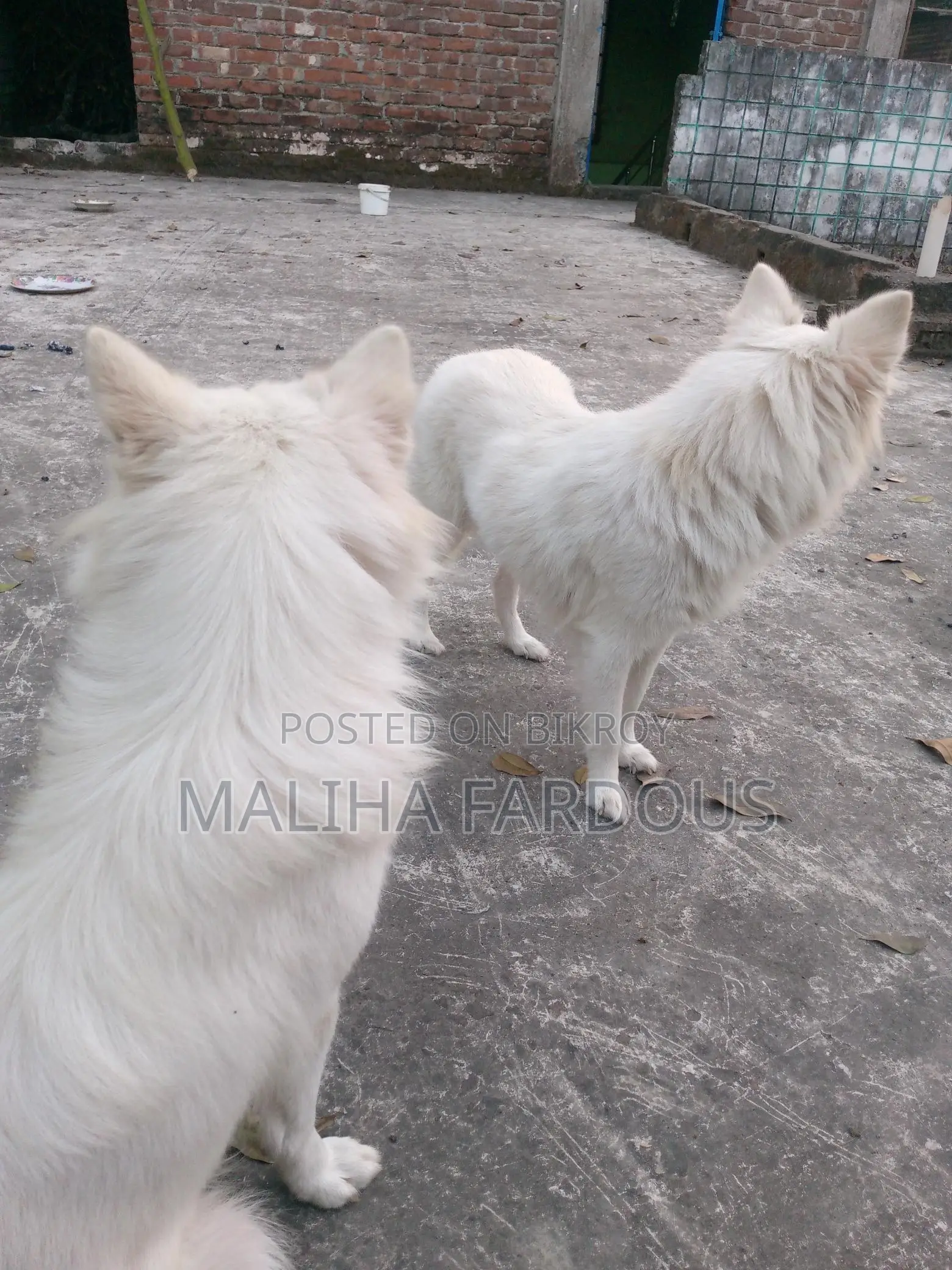 2 German Shepherd Dogs