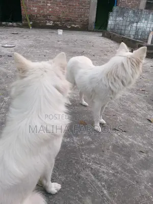 2 German Shepherd Dogs