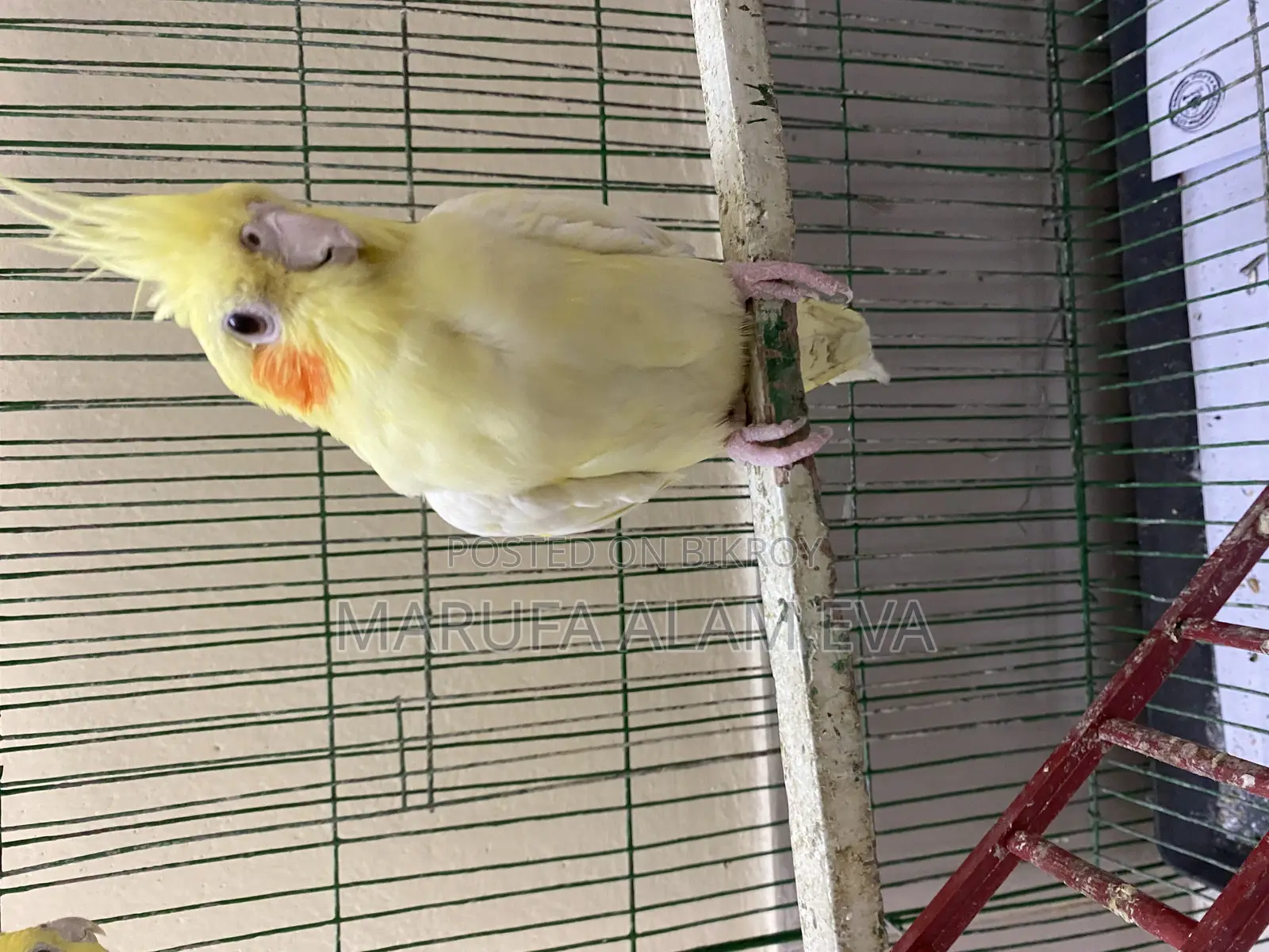 Cockatiel Pakhi (male) Lutino Pearl