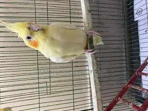Cockatiel Pakhi (male) Lutino Pearl