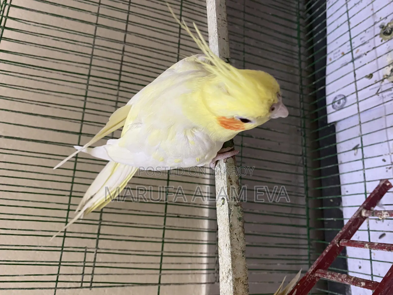 Cockatiel Pakhi (male) Lutino Pearl