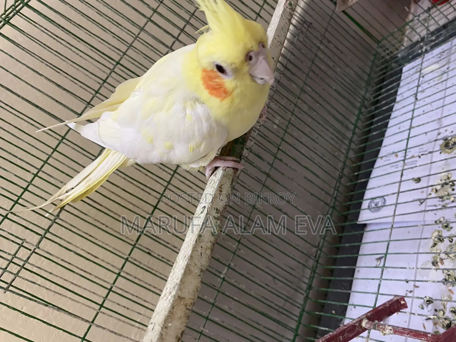 Cockatiel Pakhi (male) Lutino Pearl