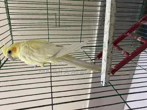 Cockatiel Pakhi (male) Lutino Pearl