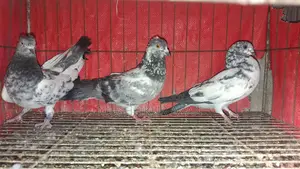 ৩ পিস কবুতর সেল হবে