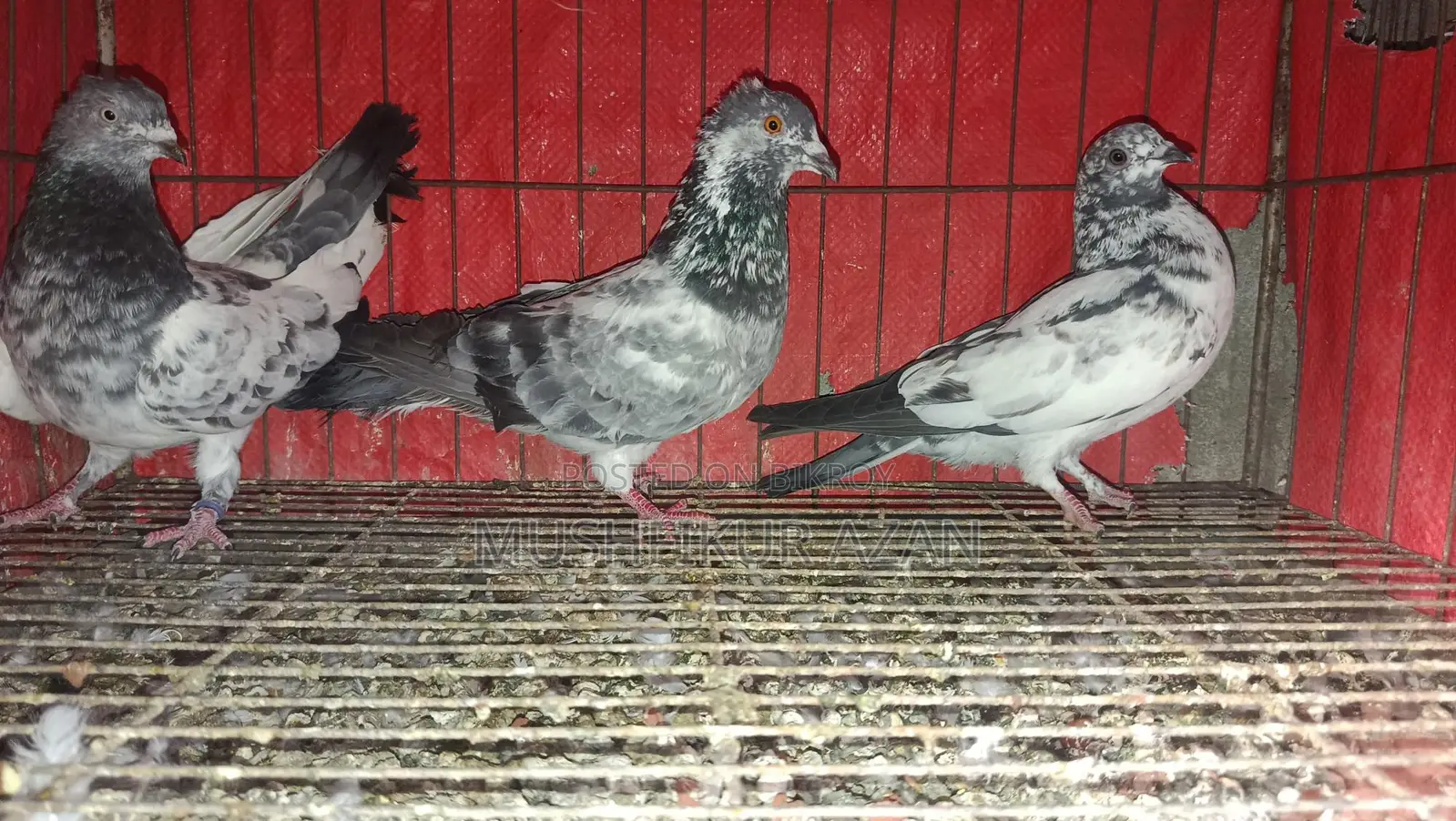 3 Pigeons for Sale