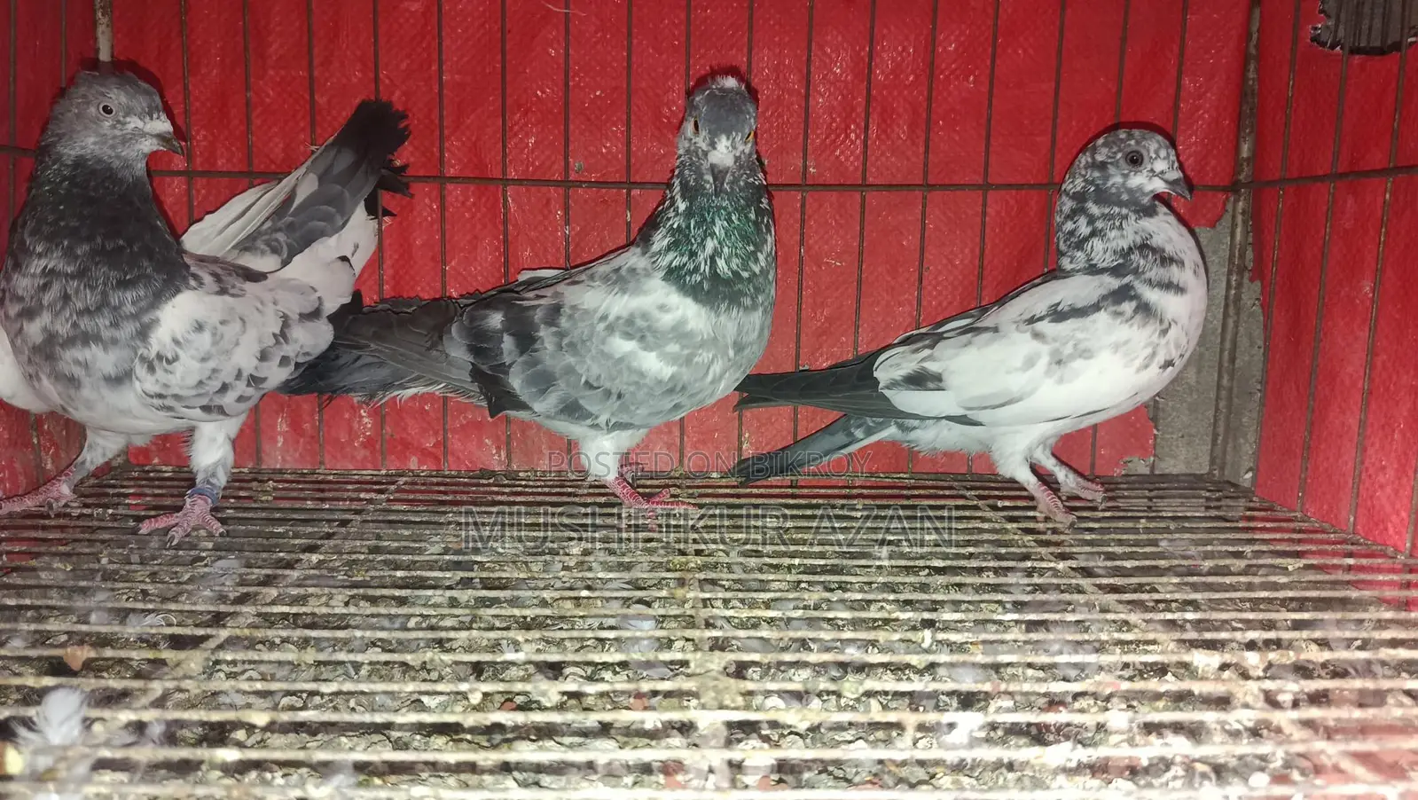 3 Pigeons for Sale