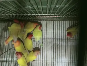 Love Birds
