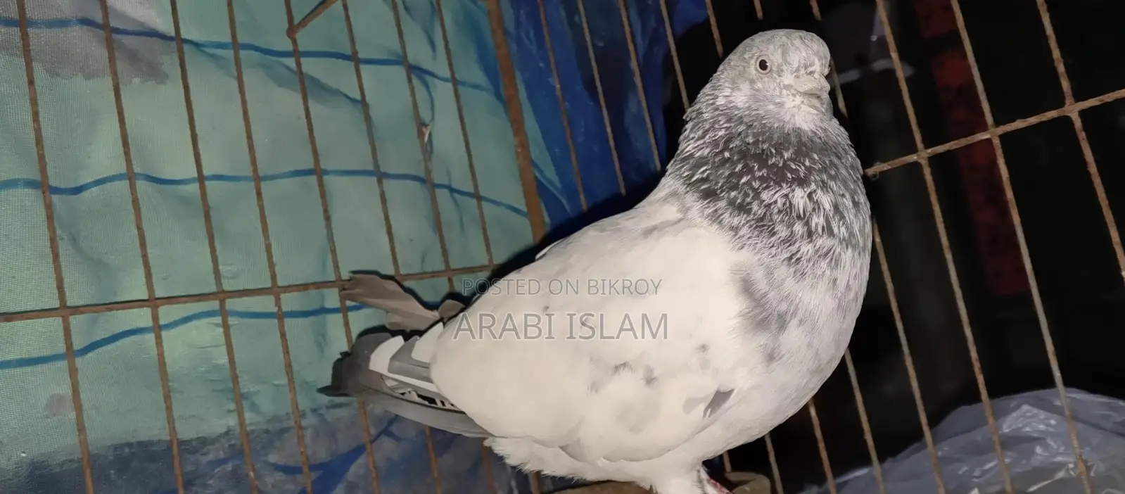 ২ টা রানিং গিরিবাজ পায়রা বিক্রি হবে