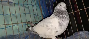 ২ টা রানিং গিরিবাজ পায়রা বিক্রি হবে