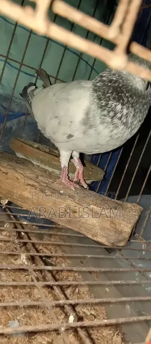 ২ টা রানিং গিরিবাজ পায়রা বিক্রি হবে
