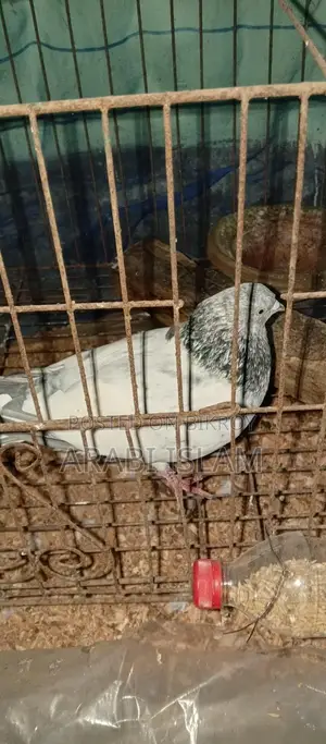 ২ টা রানিং গিরিবাজ পায়রা বিক্রি হবে