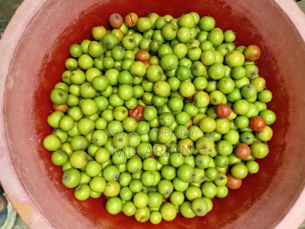 মচমচে, রসালো, একদম বাগান থেকে সরাসরি সংগ্রহ করা টাটকা দেশি বরই!