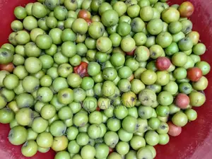 মচমচে, রসালো, একদম বাগান থেকে সরাসরি সংগ্রহ করা টাটকা দেশি বরই!