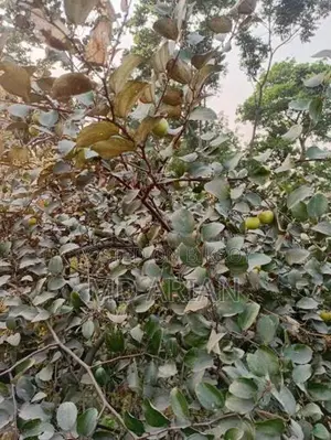 মচমচে, রসালো, একদম বাগান থেকে সরাসরি সংগ্রহ করা টাটকা দেশি বরই!