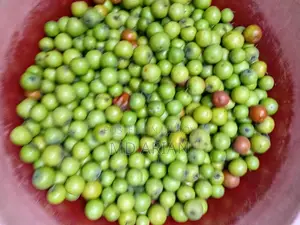 মচমচে, রসালো, একদম বাগান থেকে সরাসরি সংগ্রহ করা টাটকা দেশি বরই!