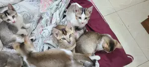 বিড়াল এডাপশন