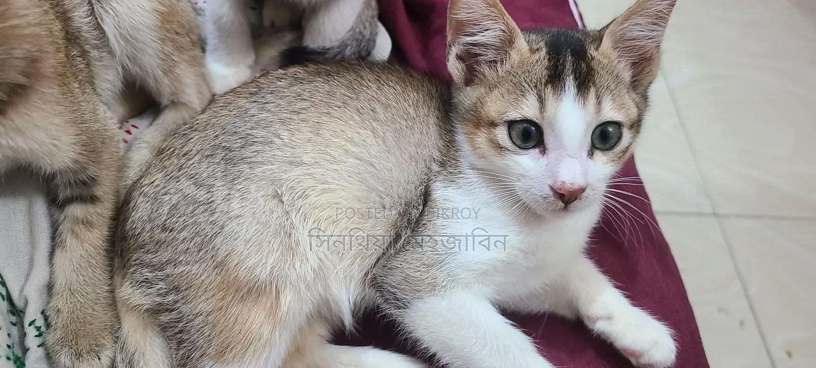 বিড়াল এডাপশন