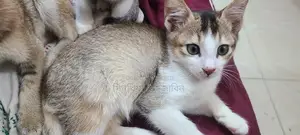বিড়াল এডাপশন