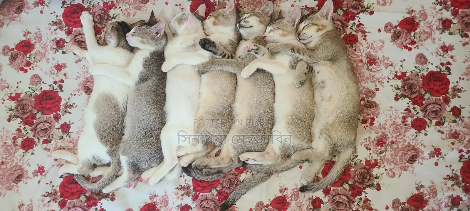 বিড়াল এডাপশন