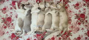 বিড়াল এডাপশন