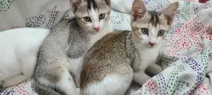 বিড়াল এডাপশন