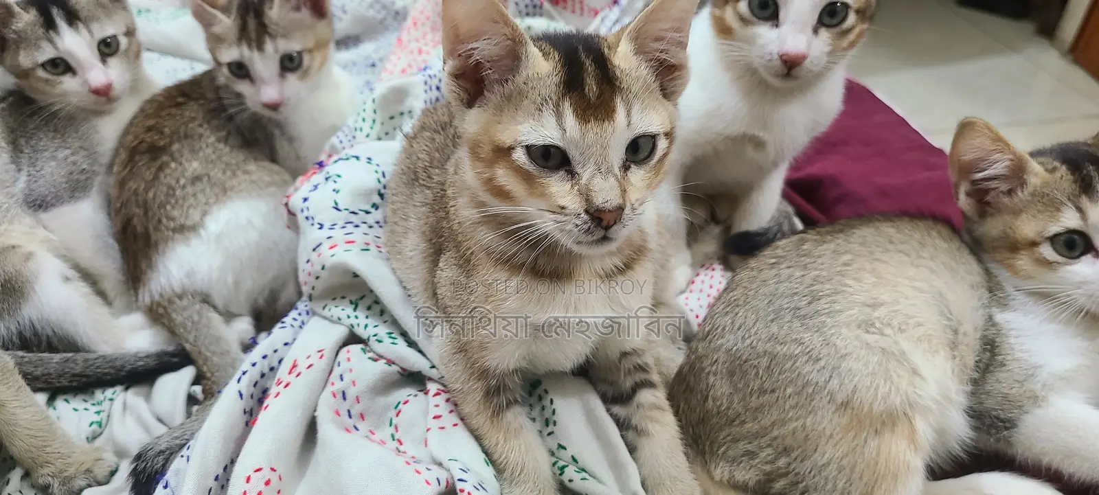 বিড়াল এডাপশন