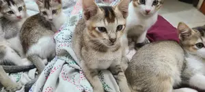 বিড়াল এডাপশন