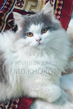 Persian Cat