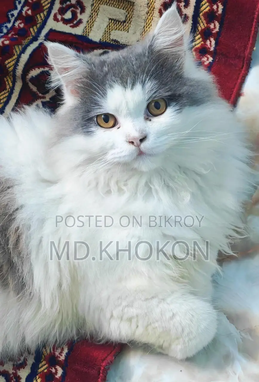 Persian Cat