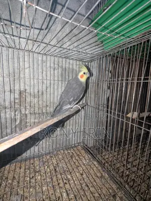 Gray running male cokatel