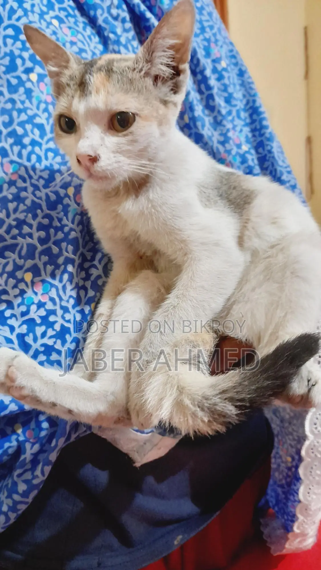 Cat Adoption