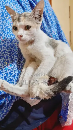 Cat Adoption