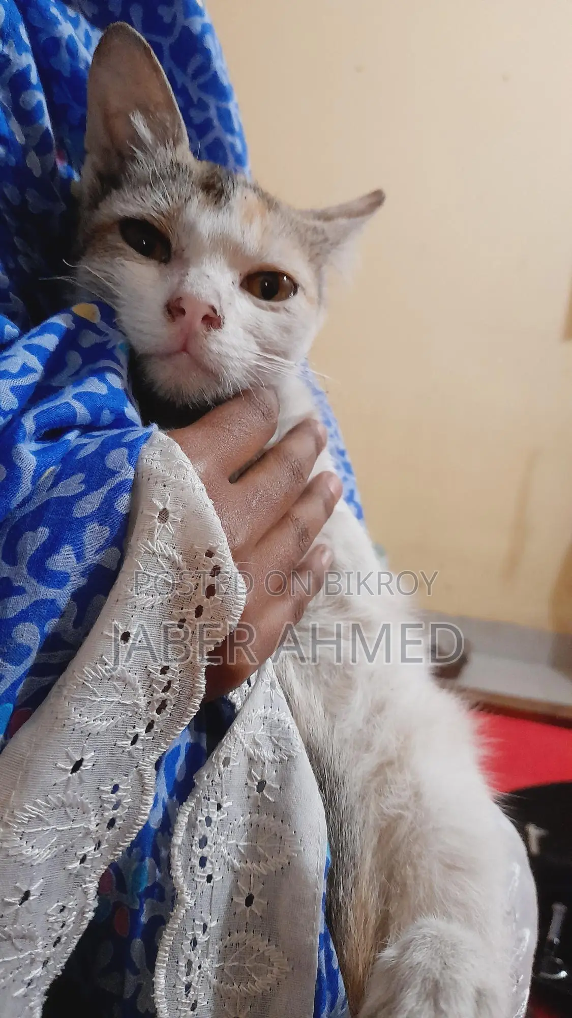 Cat Adoption