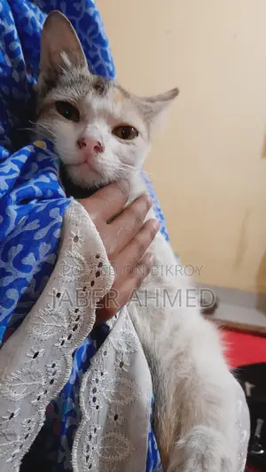 Cat Adoption