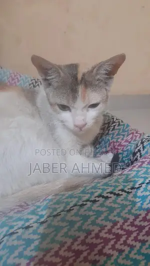 Cat Adoption