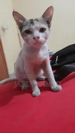 Cat Adoption