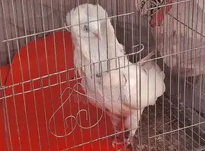 Fancy and Giribaz Pigeons
