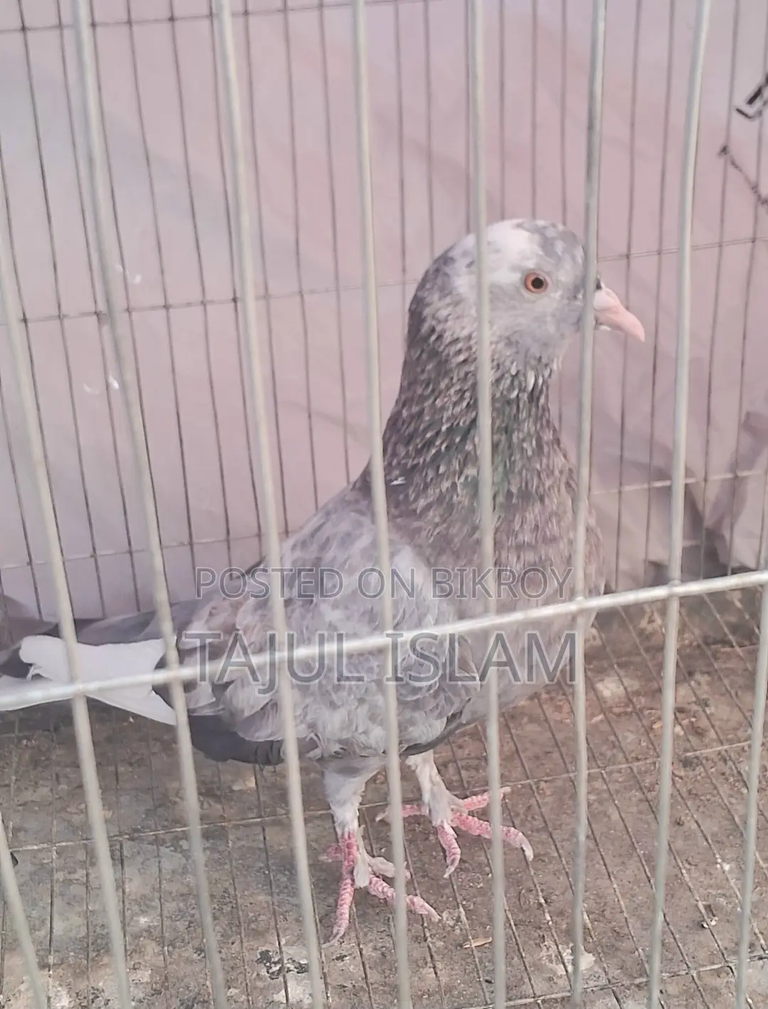 Fancy and Giribaz Pigeons