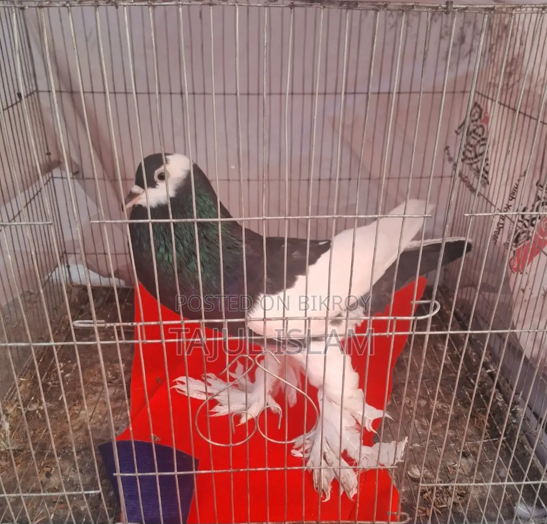 Fancy and Giribaz Pigeons