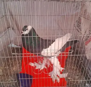 Fancy and Giribaz Pigeons