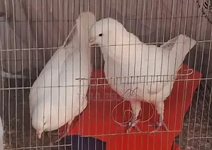 Fancy and Giribaz Pigeons