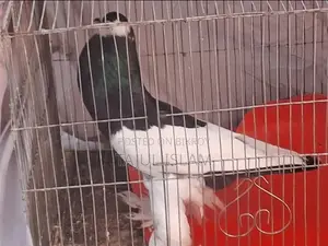 Fancy and Giribaz Pigeons